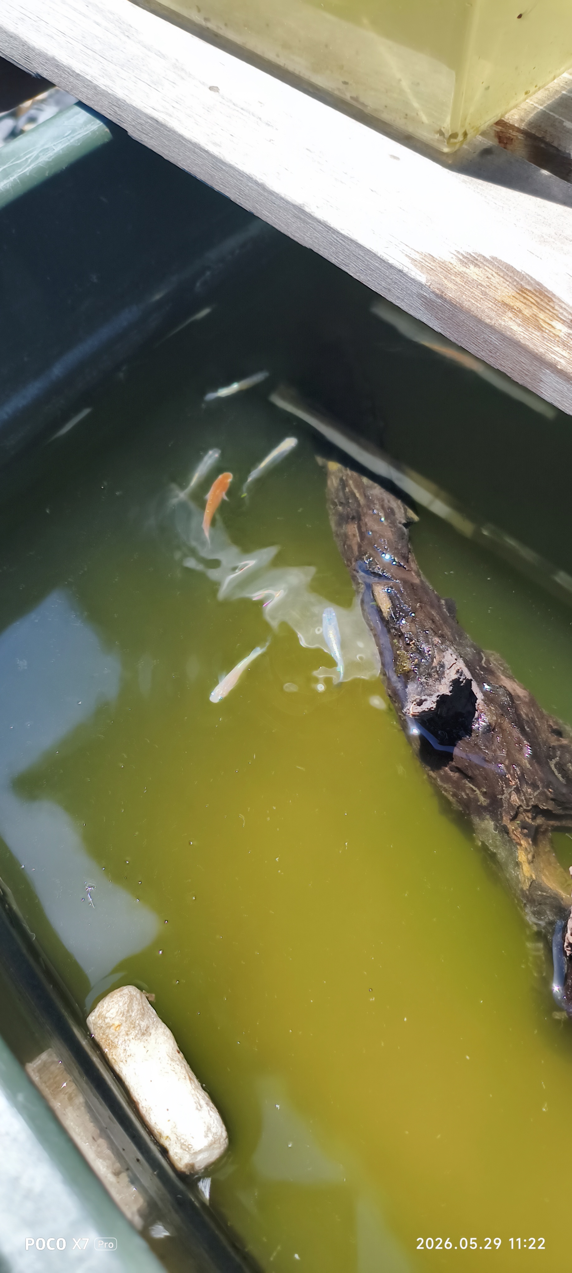 真心農園のメダカたち
