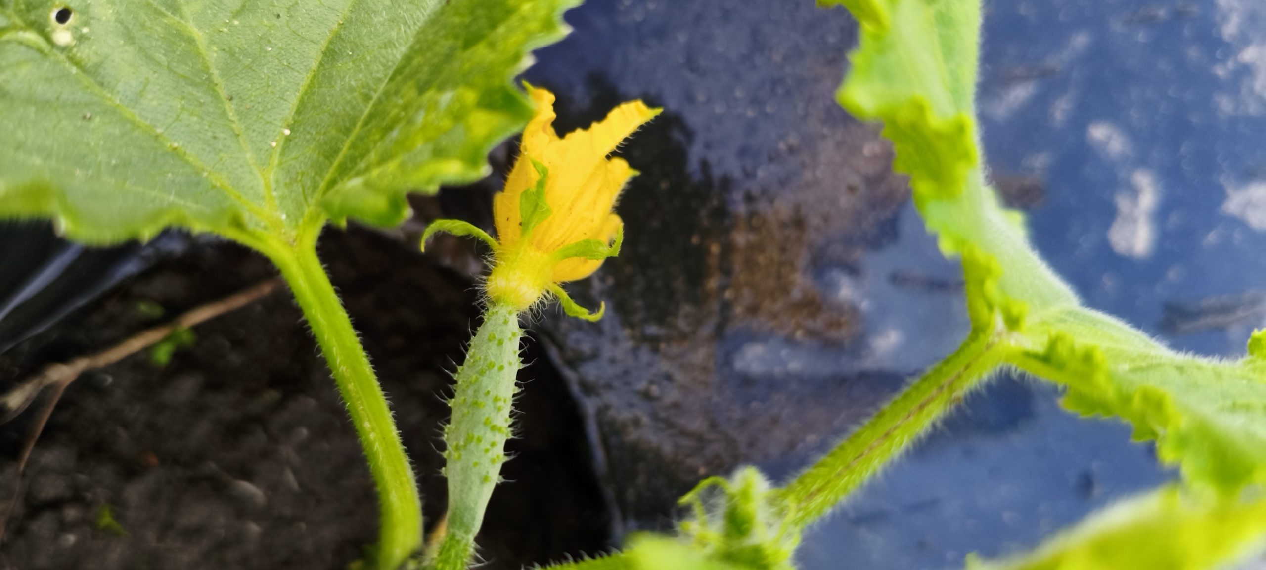自然と調和する農法で真心を込めて育てる心真農園の野菜