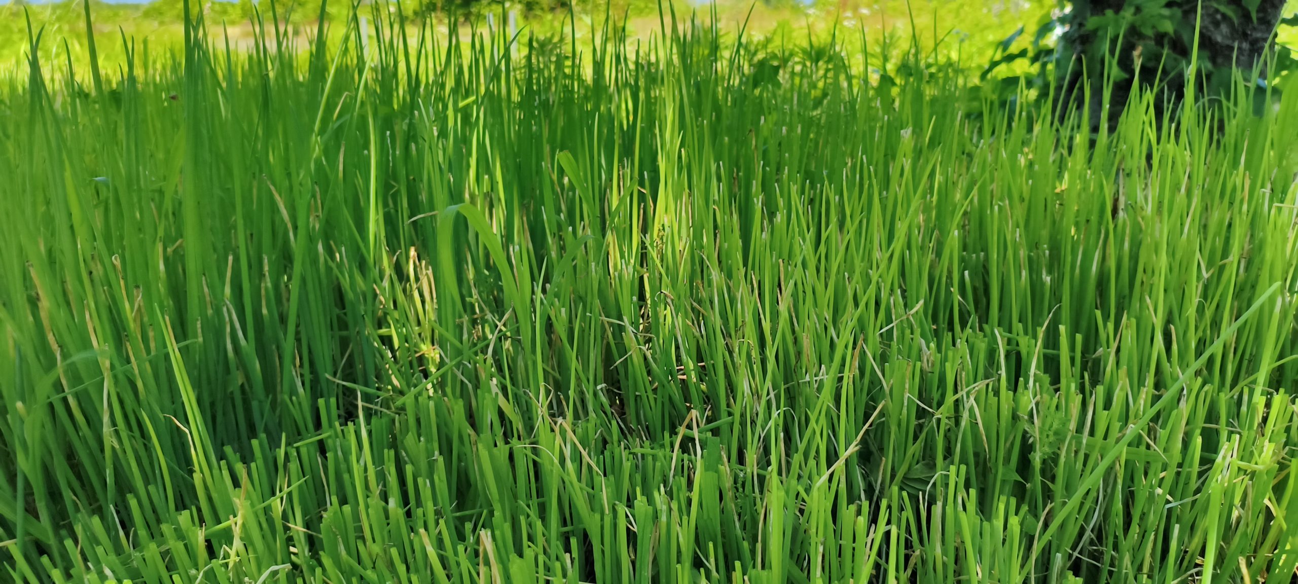 岩手県花巻市の農業