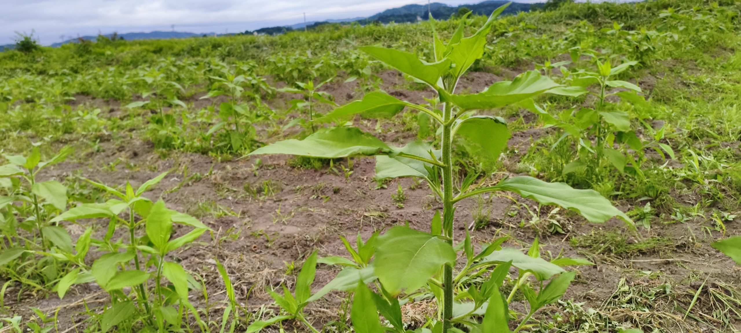 心真農園の野菜づくり