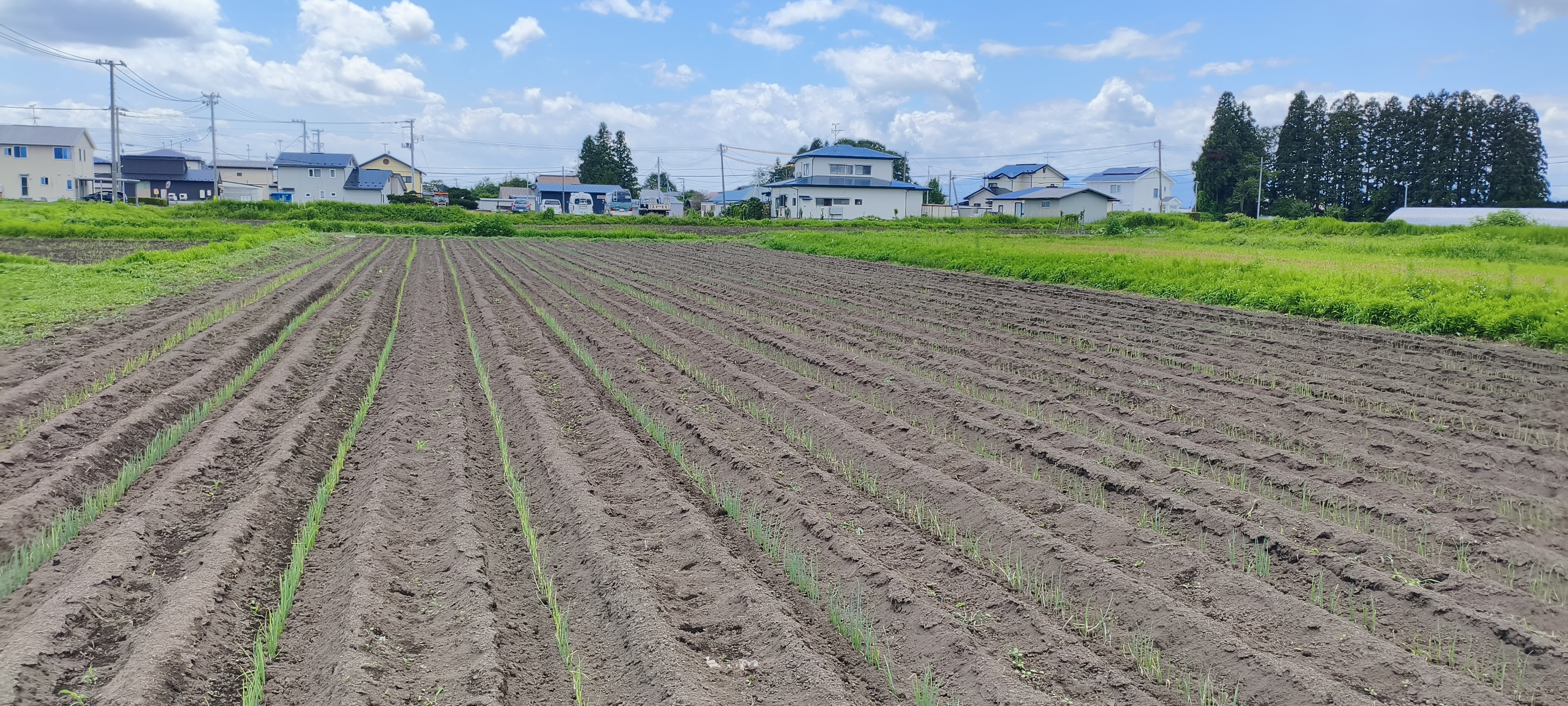 土寄せを終えたネギの畝が並ぶ心真農園の畑