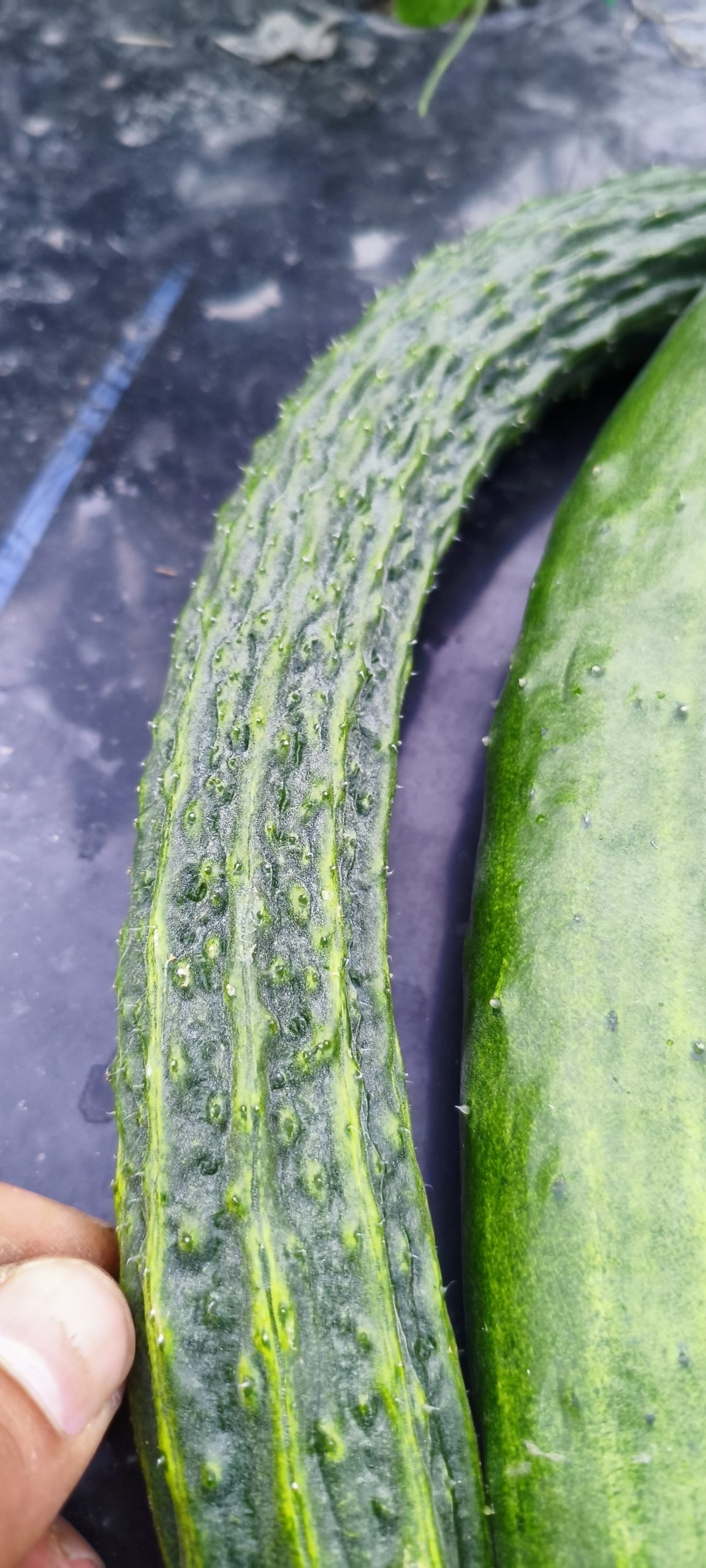 心真農園の新鮮野菜