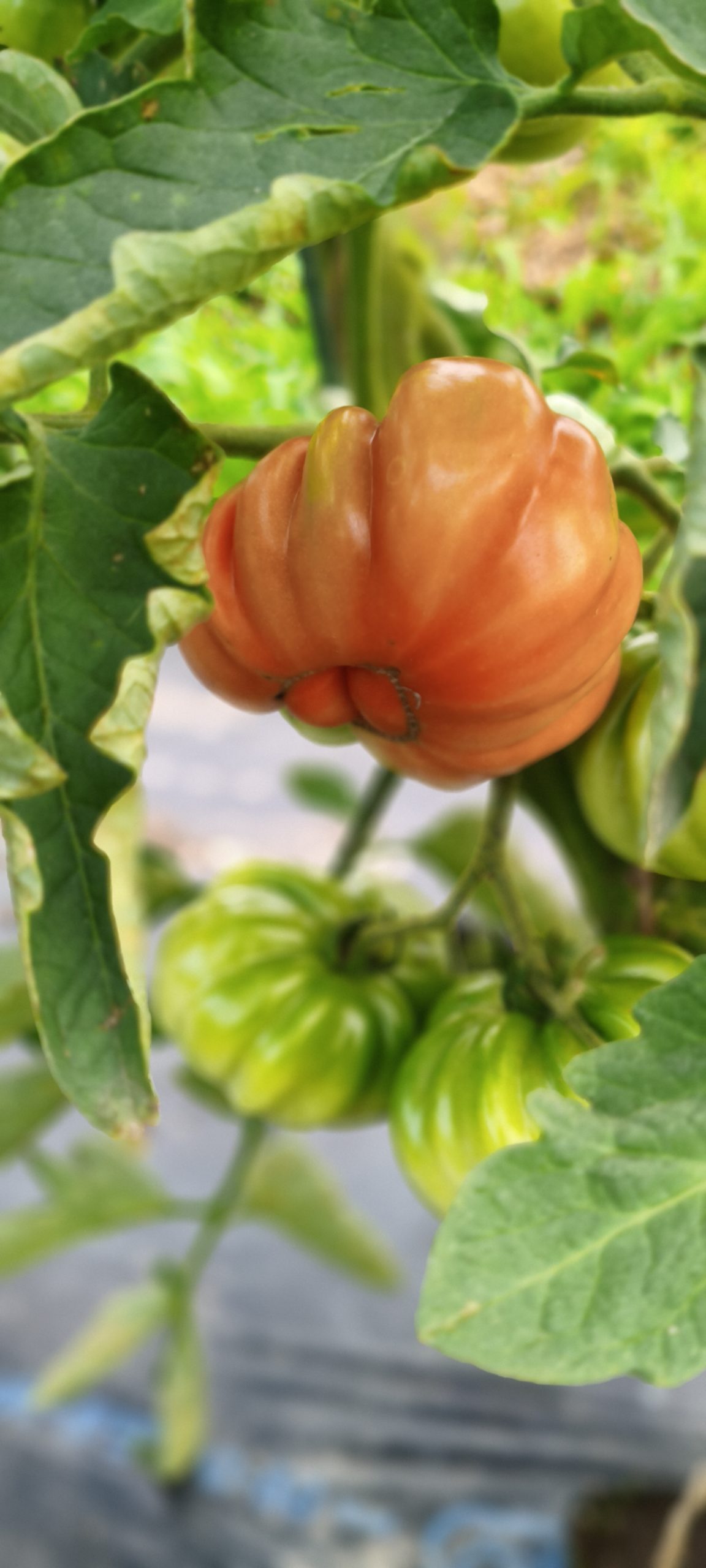 心真農園の新鮮な旬の野菜