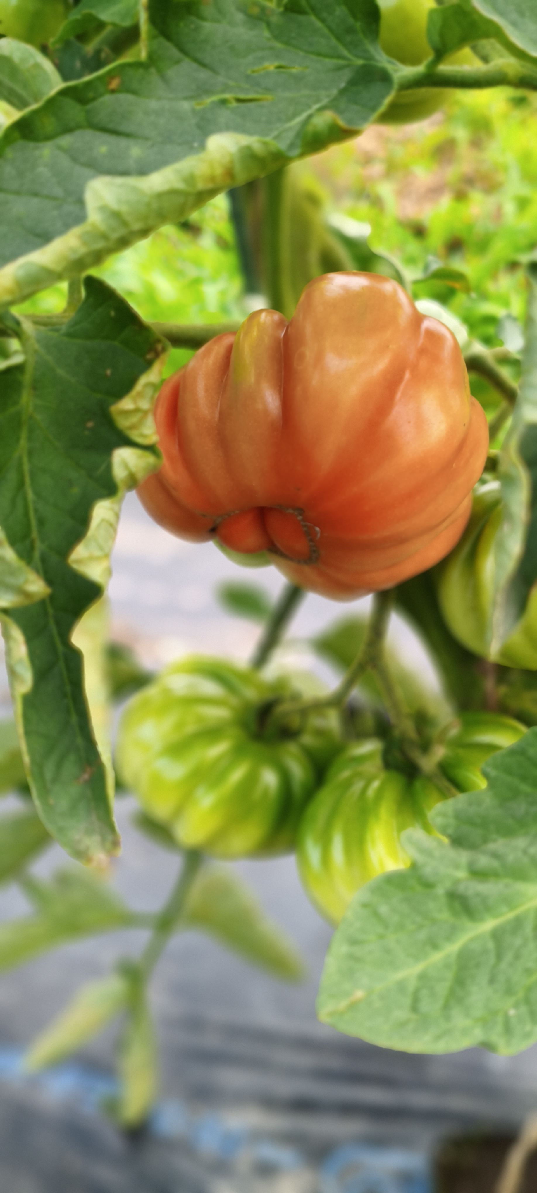 イタリアントマト牛の心臓が実った様子